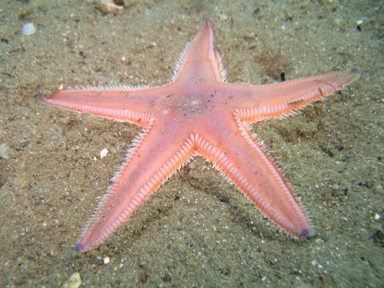 Astropecten irregularis (Pennant, 1777)